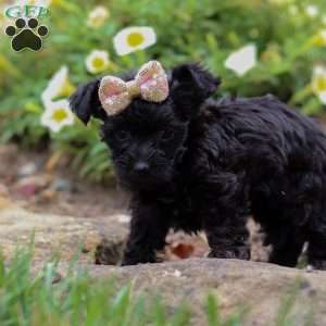 Lola, Yorkie Poo Puppy